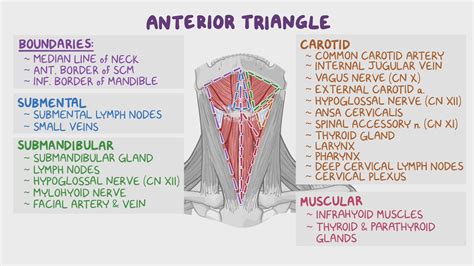 Anterior Triangle Anatomy