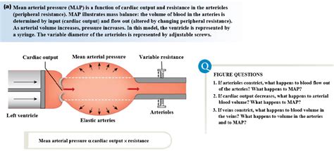 (a) Mean arterial pressure (MAP) is a function of | Chegg.com