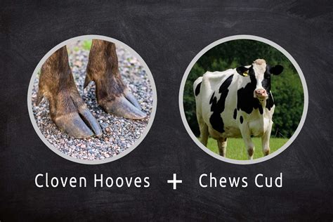 The Unique Adaptations of Cloven-Hoofed Animals – Nature Blog Network