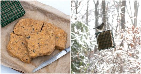 4 Ingredient DIY Suet Cakes Backyard Birds Will Love