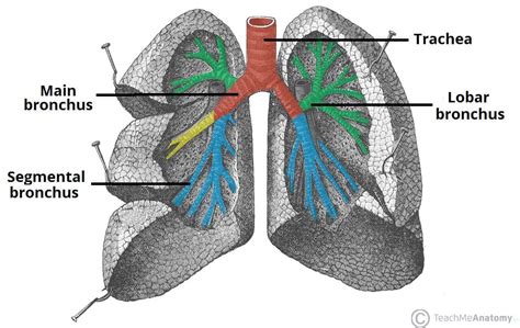 The Tracheobronchial Tree - Trachea - Bronchi - TeachMeAnatomy