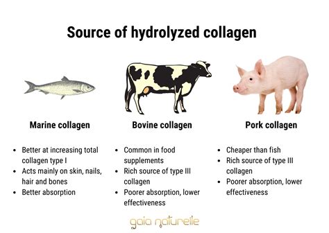 Hydrolyzed collagen - everything you need to know - Gaia Naturelle