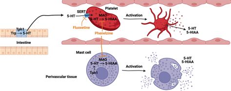 Diagram highlighting sites of action of serotonin and 5‐HIAA modulating ...