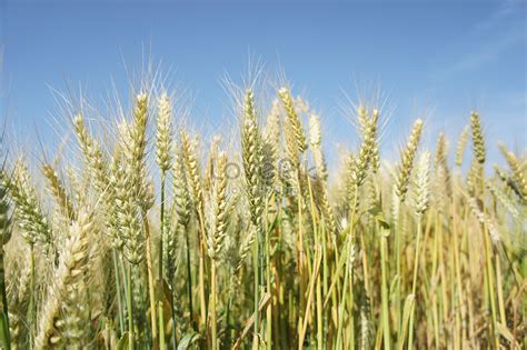 The Hope Field Wheat Picture And HD Photos | Free Download On Lovepik