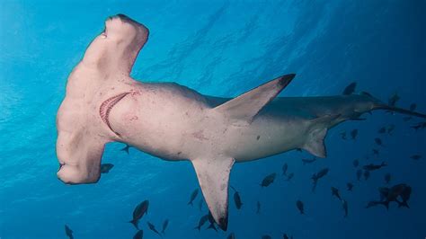 Scalloped hammerhead - Wikipedia