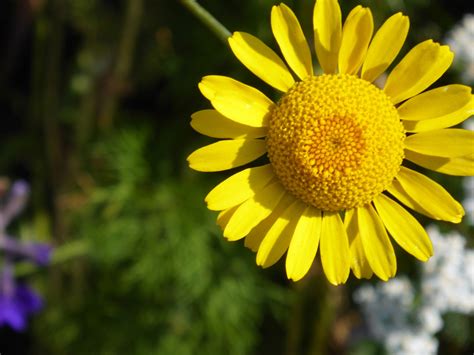 1920x1080 wallpaper | yellow daisy | Peakpx