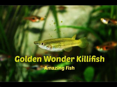 Golden Wonder Killifish: Amazing Fish - YouTube