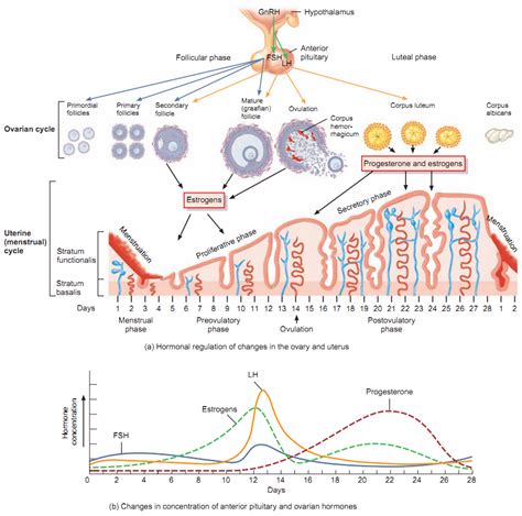 FSH and LH (Gonadotropic Hormones)