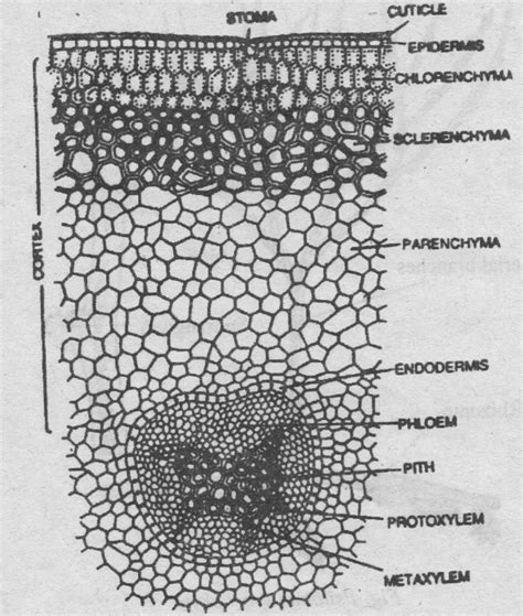 Psilotum| Life cycle| Alternation of Generation|