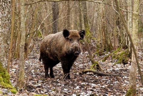 5 pavojingiausi gyvūnai Lietuvoje - Grynas.lt