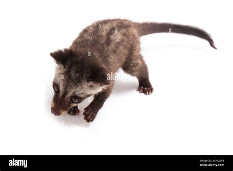 Asian Palm Civet Baby