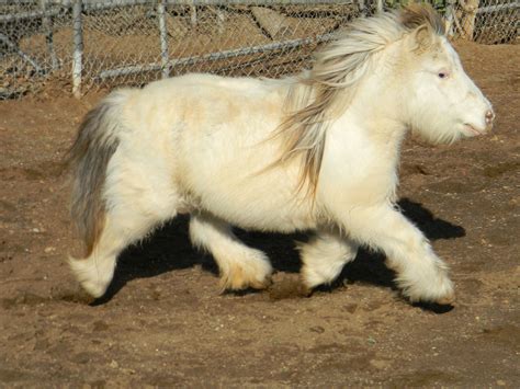 American Miniature Horse Breed Information, History, Videos, Pictures