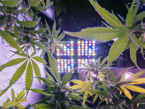 How To Set Up The Ideal Grow Lights for Cannabis Cultivation ...