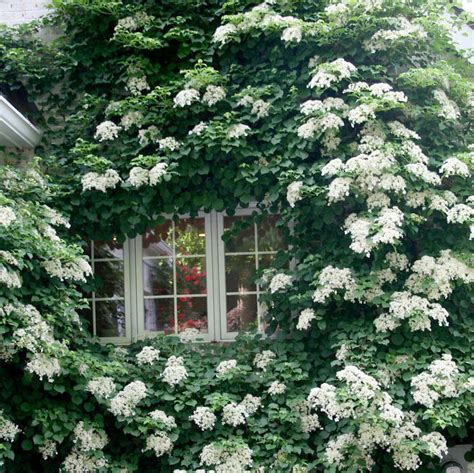 Hydrangea Care & Pruning — Seattle's Favorite Garden Store Since 1924 ...