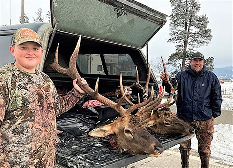 Elk harvest up, deer harvest down in northwest Montana | Western News