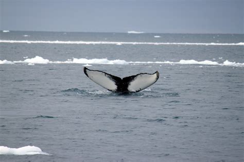 Why Go Whale Spotting in Greenland? - Confused Julia