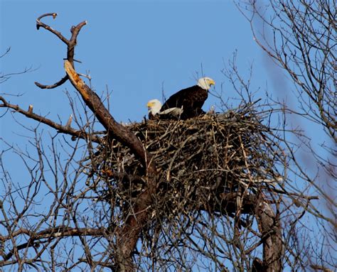 Eagle Nest Size - Viewing Gallery