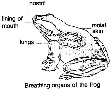 Comparative Anatomy: RESPIRATORY SYSTEM