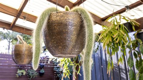 How To Propagate Your Monkey Tail For A Whole Jungle Of Plants