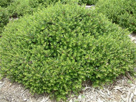 Arctostaphylos densiflora 'Emerald Carpe