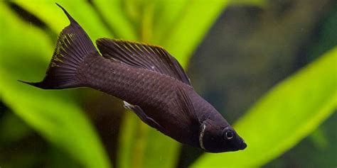 Molly Fish: Ultimate Care Guide - The Aquarium Guide