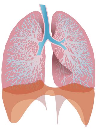 Bradypnea | Causes, Symptoms & Treatment - Lesson | Study.com