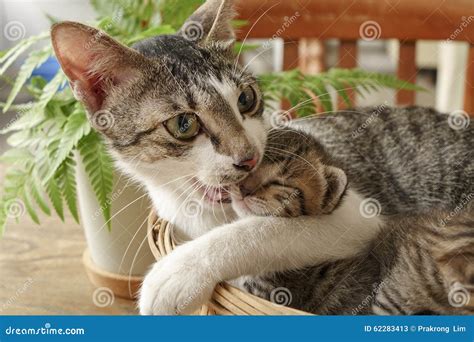 Mother play with kittens stock image. Image of closeup - 62283413