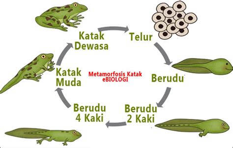 Metamorfosis Katak Sempurna Proses fase telur, Kecebong, Dewasa