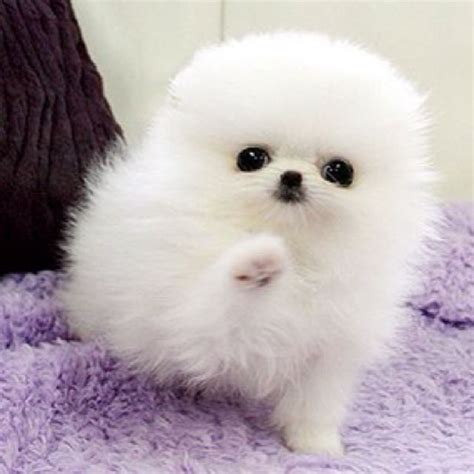 Pomeranian Fluffy Cutest Puppies - Pets Lovers