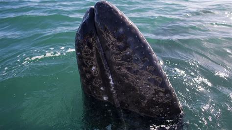 Gray whale makes record migration across Pacific Ocean - CBBC Newsround