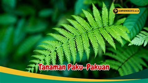 Cek 6 Jenis Tanaman Paku-Pakuan ini punya Nutrisi Tinggi, Ampuh ...