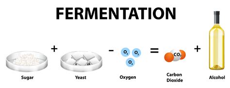 Alcoholic fermentation chemical equation 1424977 Vector Art at Vecteezy