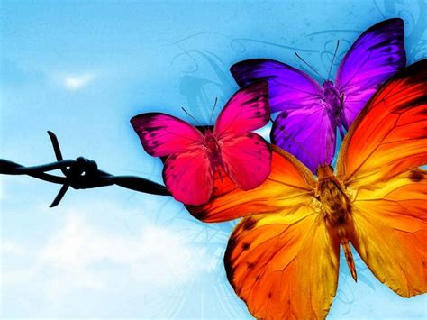 Butterfly Live Wallpaper - WallpaperSafari