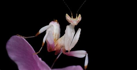 The Beautiful and Stealthy Orchid Mantis | Critter Science