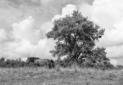 Beautiful wild horse stallion on summer flower meadow 13425547 Stock ...