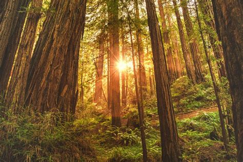 A Giant Redwoods California Guide – Bright Lights of America