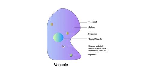 Explain the structure of the vacuole.