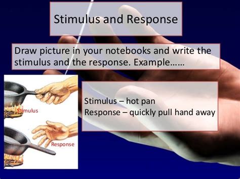 Stimuli lesson 2