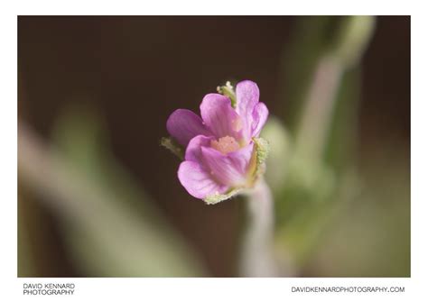 Marsh Willowherb flower · David Kennard Photography