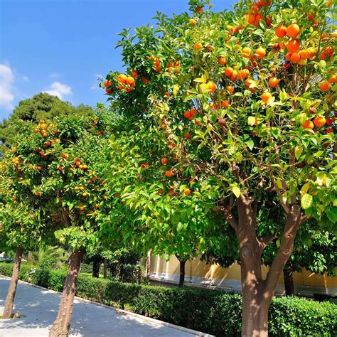 Cara Cara Orange Tree | Plants Express