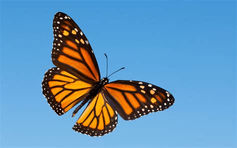 Monarch Butterfly Wallpapers - 4k, HD Monarch Butterfly Backgrounds on ...