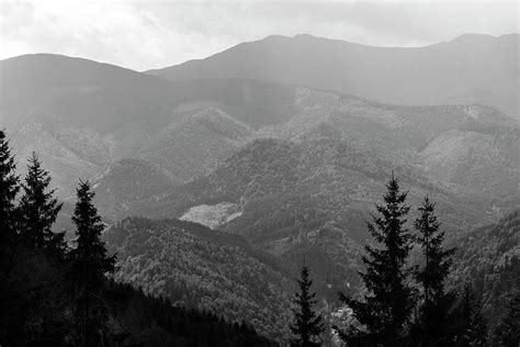 Multifaceted black and white mountain landscape with coniferous trees ...