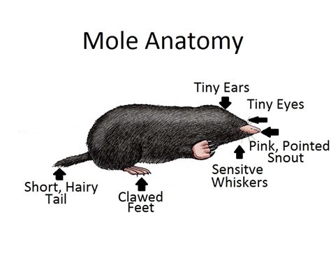 Skin Mole Anatomy