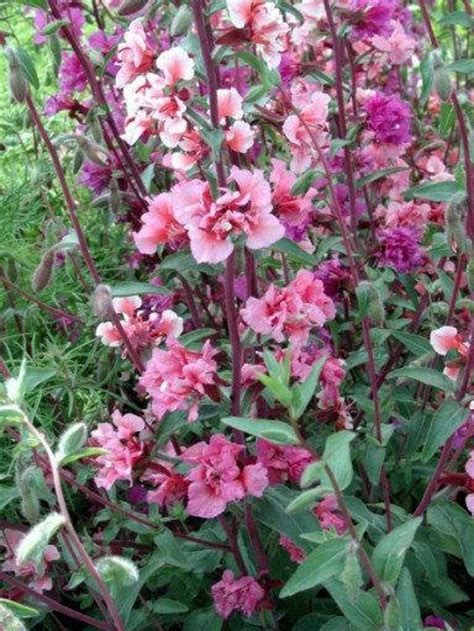 Clarkia Flower Pink 1000 Seeds non GMO | Etsy