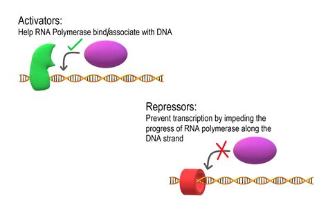 5.9 Regulation of Gene Expression – Human Biology – Excerpts for BBIO 053