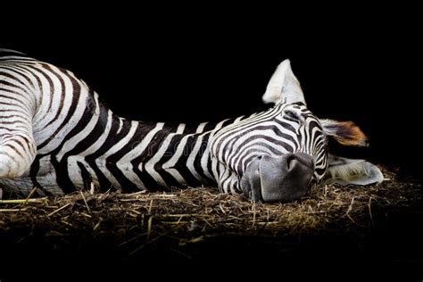 Zebra/African Zebra Sleeping On Field. Stock Image - Image: 50202725