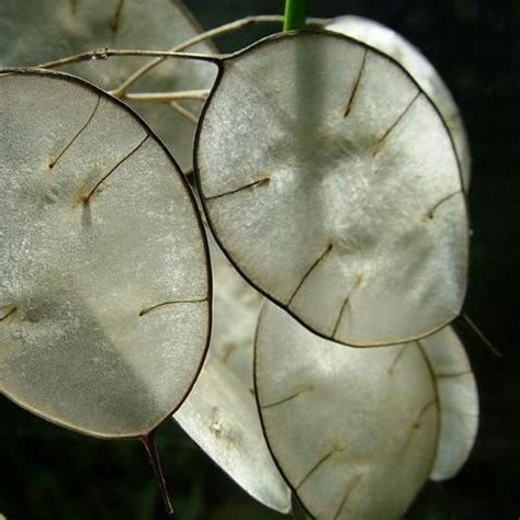 Lunaria | Siskiyou Seeds