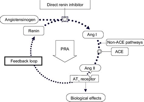 Direct renin inhibition acts at the point of activation of the renin ...