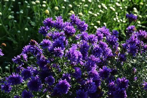 19 Amazing Perennials for Zone 6 for Season Long Beauty | Part sun ...