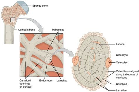 Spongy Bone (Cancellous Bone) - Definition & Function | Biology